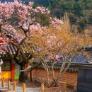 "입장료 없이 전국 4대 매화 볼 수 있다"... 수령 350년 홍매·백매·청매화 만개하는 천년 사찰 이미지