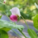 효림세탁 이미지