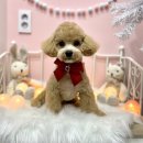 복이네 애견 미용 이미지