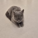 냥이랑 | 🐱 “퇴근 후 여기 안 가면 손해…”마곡에서 60마리 냥이랑 힐링한 후기 (부타켓 강서점)