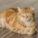 동양치킨 이미지