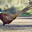 요리뽑고 조리뽑고 이미지