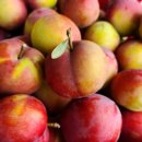 단북애청년 이미지