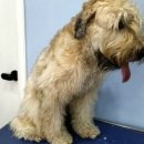 민 동물병원(동물미용) 이미지