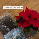 울산초등학교병설유치원 | 울산 중구 남외동 꽃집 식물가게 푸르름 유치원 학교 성인 교육용 식물 식재 키트 가드닝 활동 키트...