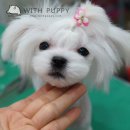 뿌나애견 이미지