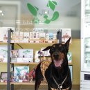 한라마테우리 이미지