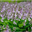 한국의 자원식물. 귀부인의 신비한 사랑에 옥비녀, 일월비비추[紫玉簪] 이미지