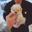 대구강아지분양 퍼피얌 이미지