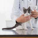 참누리동물병원 이미지