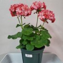 엠마누엘농장 이미지