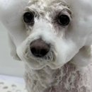 라이크몽 이미지