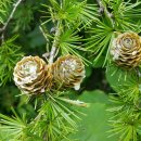 여름의 숲 이미지