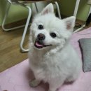웜웜 | 안산 애견미용 웜웜 내돈내산후기(폼피츠 가위컷)