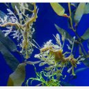 해룡어-Leafy Sea Dragon 이미지