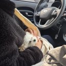 위즈펫동물병원 | 4개월 말티푸 이갈이 시기 아무거나 먹고 병원간 후기 (+설사사진)