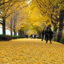 염치읍 은행나무길 이미지