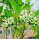 푸르름의 농원 이미지