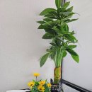 호텔청초 이미지