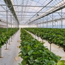 상월 농장 | 주말 체크인 아이랑 논산 베리톡 팜크닉 달콤 딸기 퐁듀 체험농장