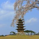 송광사 왕벚나무길 이미지