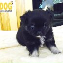 Happy 애견샵 이미지