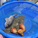 (주)한수산 | 대천항 맛집 횟집 녹도수산 광어 우럭 키로 포장 후기