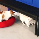 하꾸나마루다 이미지