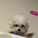 이정도우 이미지