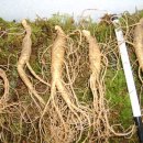 시영농장2 이미지