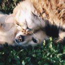 pet61고4613 | 2026년 반려동물 보험 추천 비교 총정리 (가격·보장·가입조건)