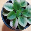미바라기 이미지