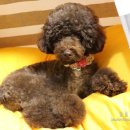 쉬었다가개 이미지