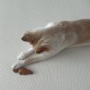 픽앤터틀 네이버블로그