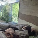 미니 한량 루이바오🐼💜 이미지