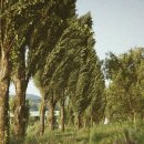 미루나무풍경 이미지