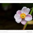 대상화(Anemone hupehensis) 이미지