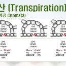 식물의 증산(Transpiration) 이미지