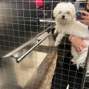 그루밍 까꿍 이미지