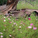 어느, 오후엔 이미지