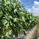 해돈농장 이미지