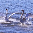 철새탐조대 이미지