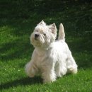 피카소동물병원 이미지