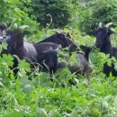 약산 흑염소 이미지