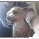 이모네 강아지 이미지