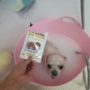 개-1번지 이미지