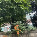 파동주민센터 | 일상 모음 | 망원동 디저트 맛집, 베이크샵 하벳 파르페🍧 후기 + 망원 파동 일식당