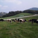 건지목장 이미지