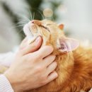 일리그루밍 이미지