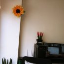 부르주화 펫 이미지